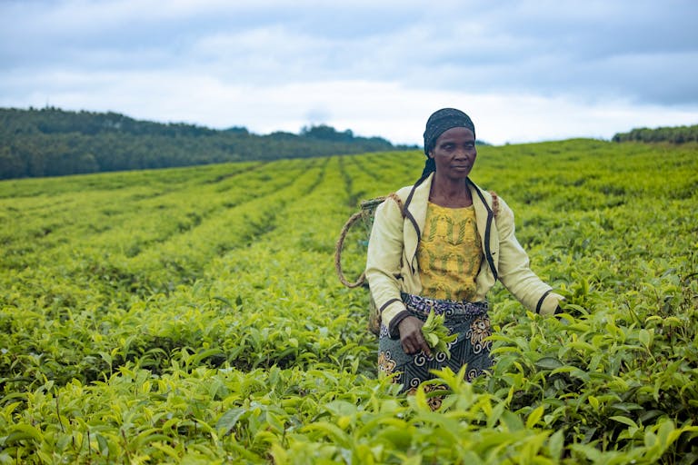 Female farmer working in lush green tea plantation, showcasing agriculture in Africa.
